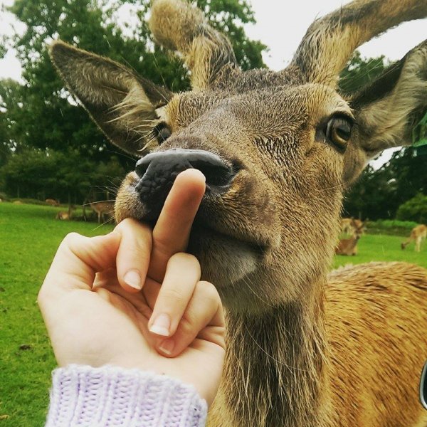 Смешные картинки