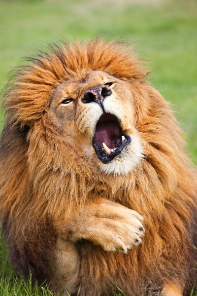 Лев смеется