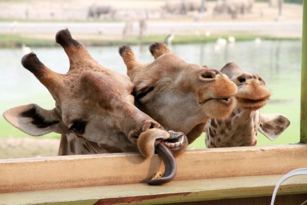 Прикольные картинки животных и смешные