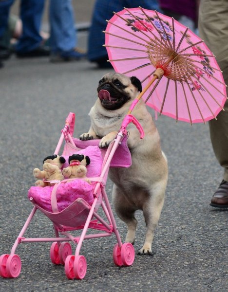 Смешные картинки