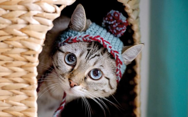 Животные в шапочках