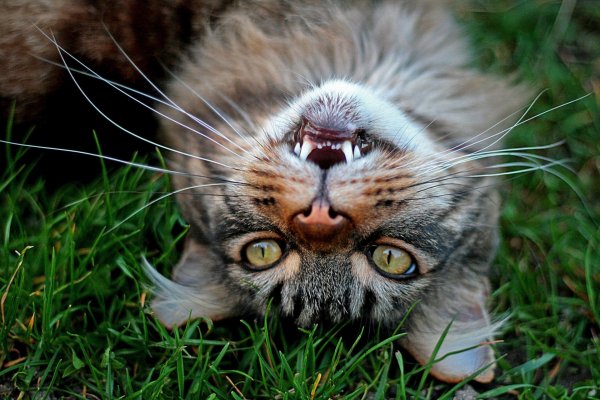 Веселый котик