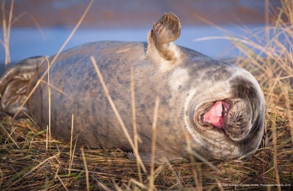 Финалисты конкурса comedy Wildlife Photography Awards 2019