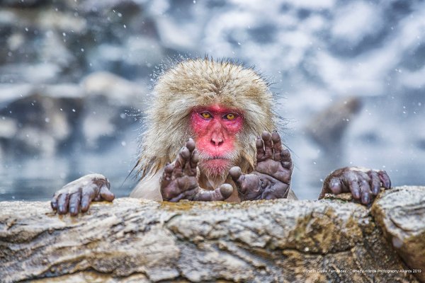 Финалисты конкурса comedy Wildlife Photography Awards: