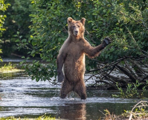Премия comedy Wildlife Photography