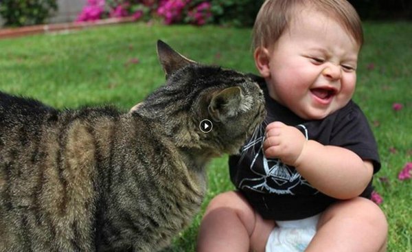 Забавные дети и животные