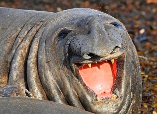 Страшный тюлень