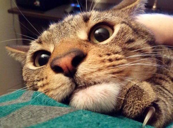 Прикольные коты