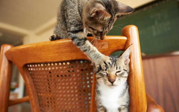 Смешной кот