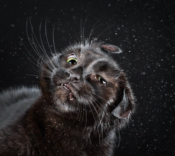 Смешной кот
