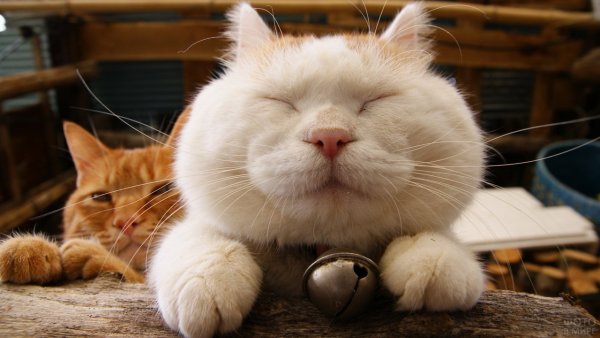 Довольный кот