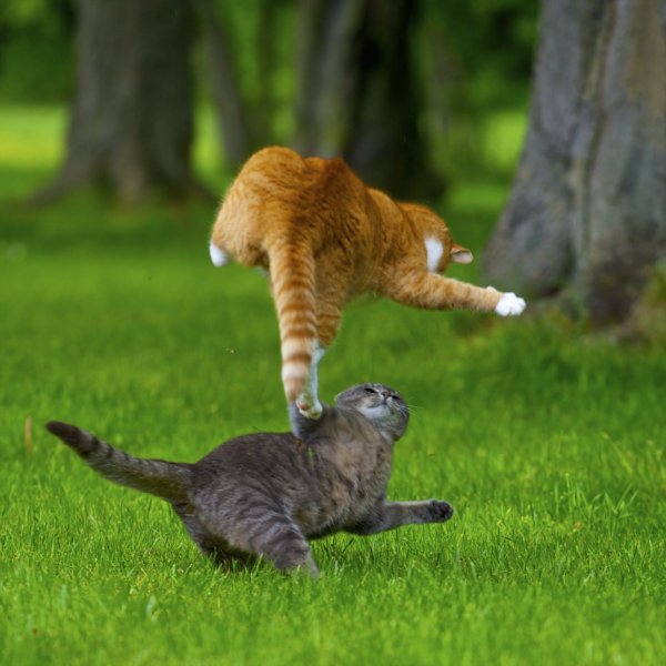 Коты дерутся
