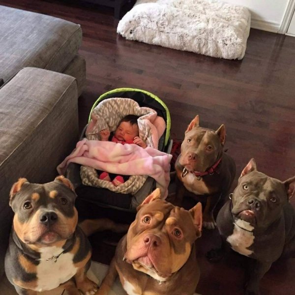 Собаки юмор