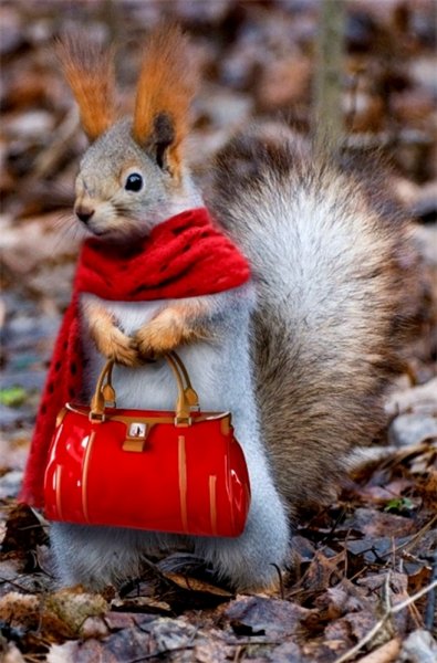 Смешная белка