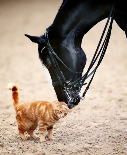 Забавные кошечки и лошади