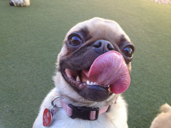 Собака с высунутым языком и слюнями