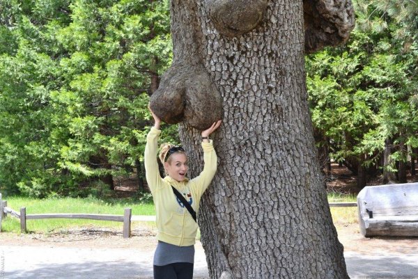 Неприличные деревья