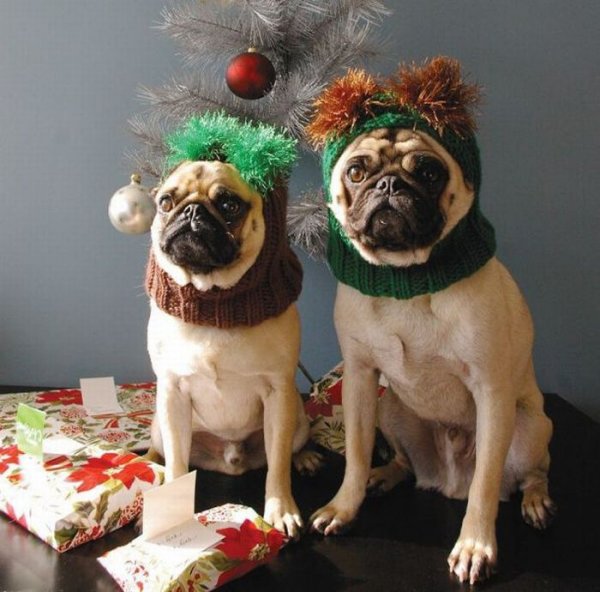 Смешной новогодний Мопс