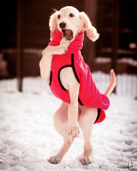 Моменты с собаками забавные