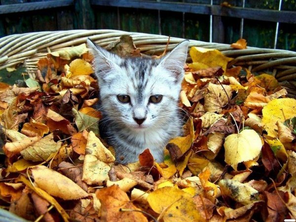 Кот в осенних листьях