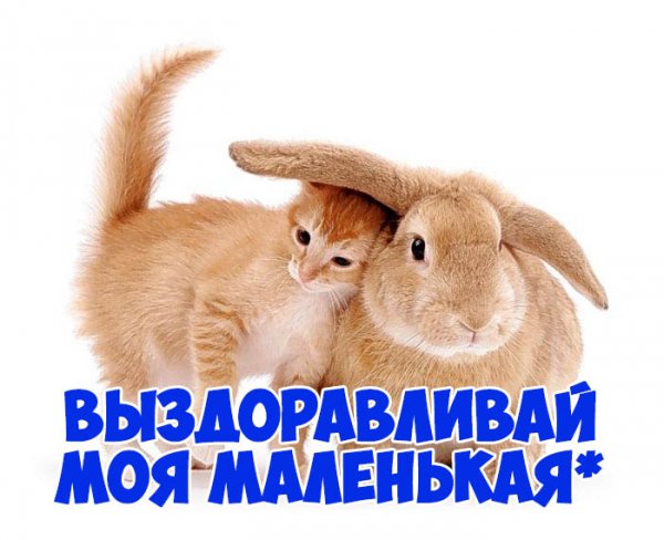 Выздоравливай картинки