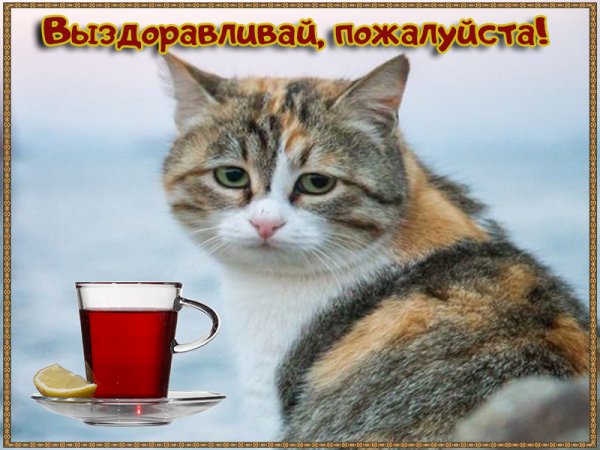 Выздоравливай котик