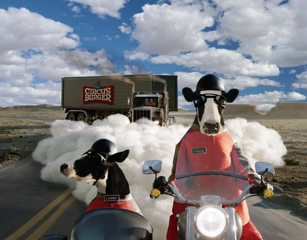 Прикольная корова