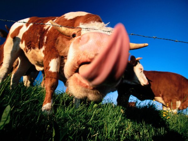 Смешной бычок