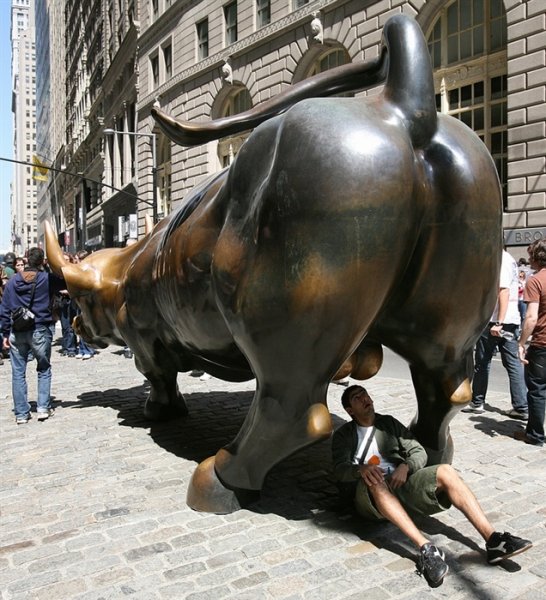 Забавный бык