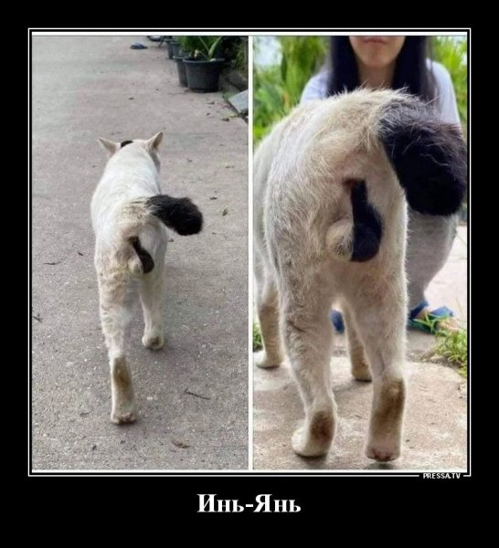 Смешные приколы 2021