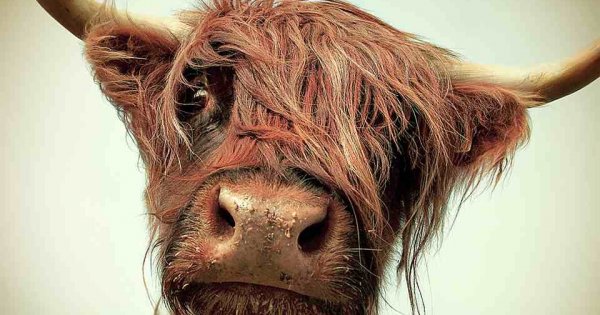 С годом быка 2021 прикольные