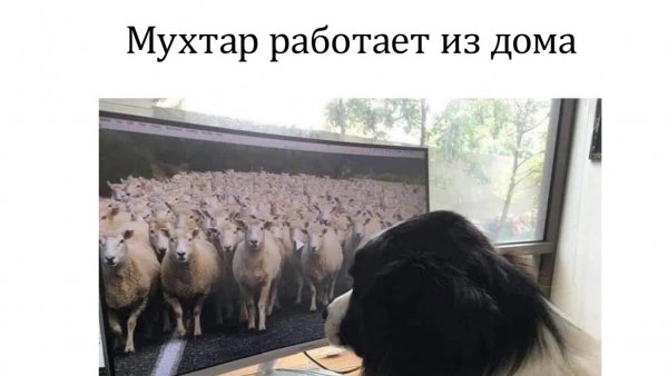 Удаленка коронавирус приколы