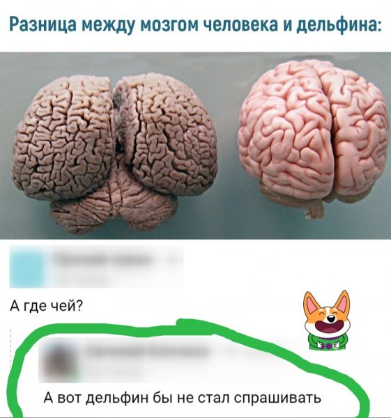 Шутки актуальные 2021