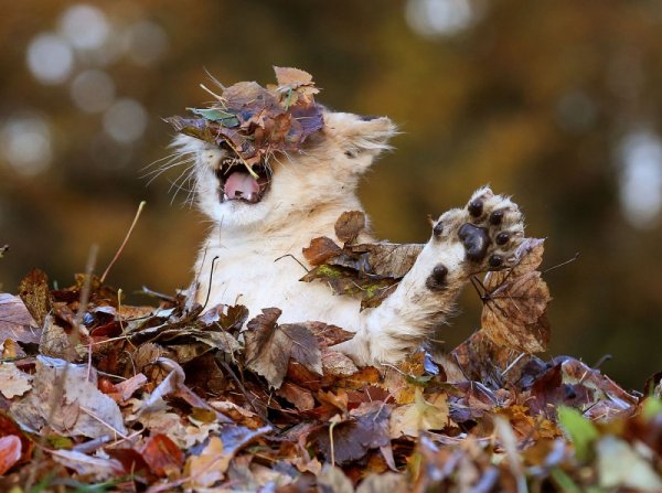 Котоматрица осень