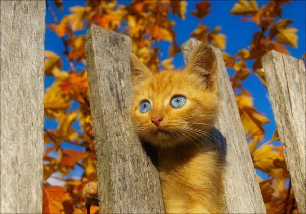 Осень солнце кошка