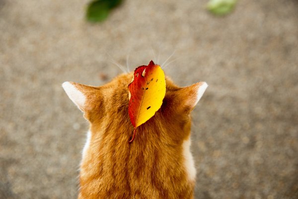 Осенний кот прикольный