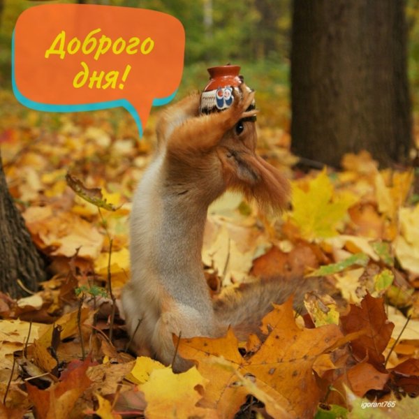 Веселой осенней среды