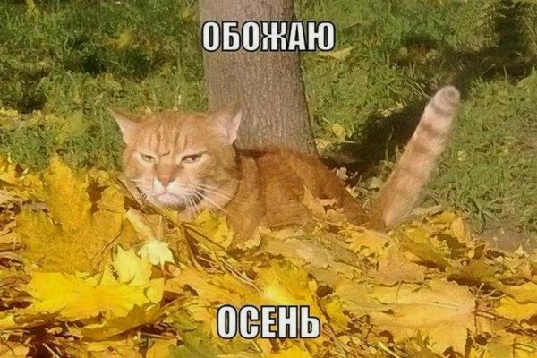 Приколы про осень ржачные