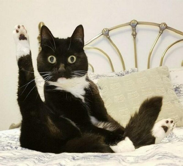 Смешной кот