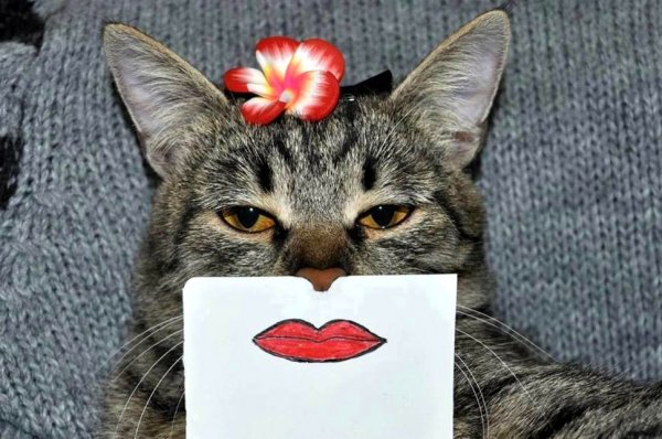 Котики картинки прикольные