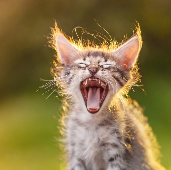 Смешные кошки