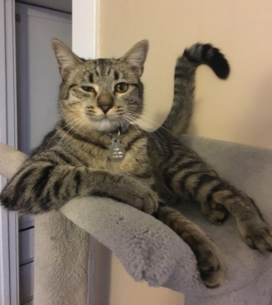 Забавные коты