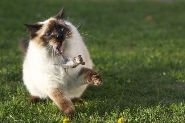 Котейки забавные