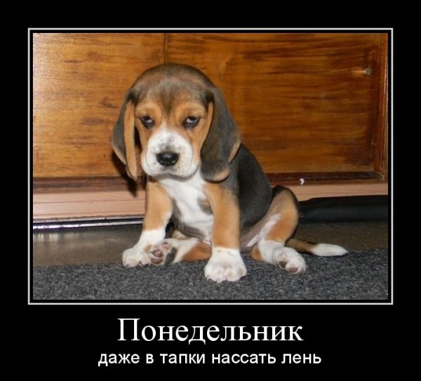 Смешные картинки про понедельник