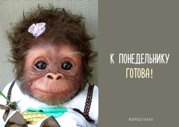 Открытки с понедельником прикольные