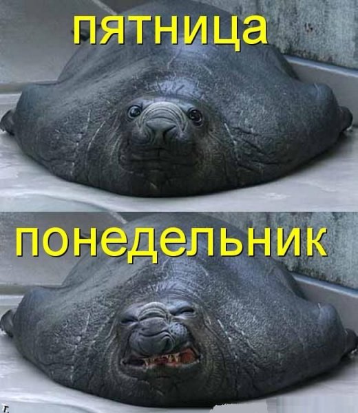 Смешные картинки про понедельник