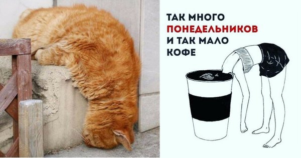 Понедельник мемы в картинках