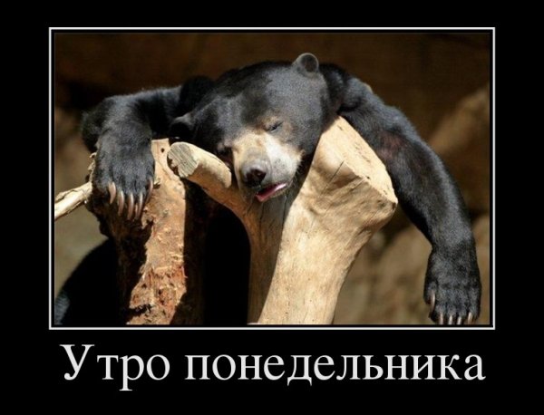 Утро понедельника приколы