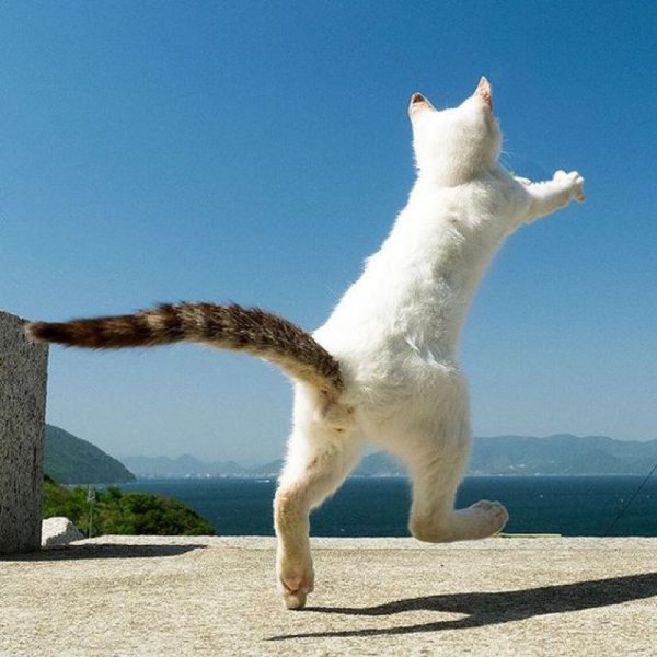Кот на курорте