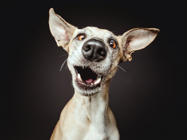 Elke Vogelsang фотограф